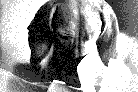 Dog Booking300