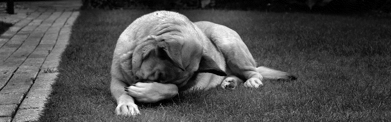 Hidden Dog